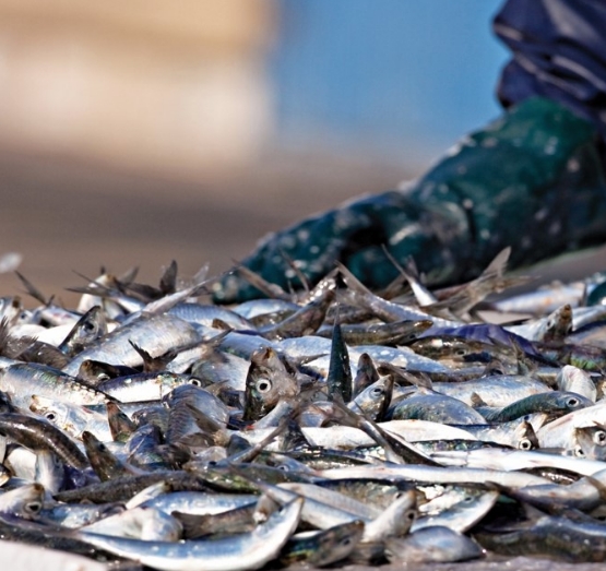 groupe_ocealliance_chiffres_cles_sardines